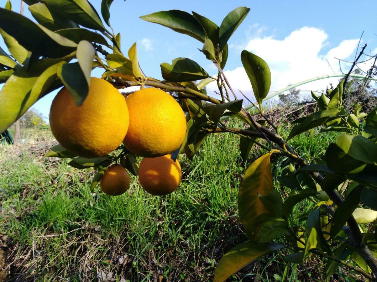 Vale Das Cupulas Figueiro Dos Vinhos Exterior foto